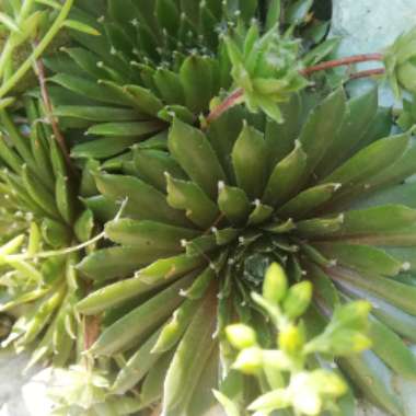 Sempervivum 'Faucomnettii'