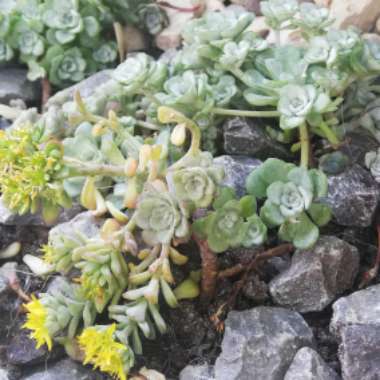 Spoon-Leaved Stonecrop 'Cape Blanco'