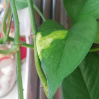 Epipremnum aureum (Devil's Ivy)