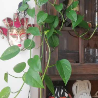 Epipremnum aureum (Devil's Ivy)