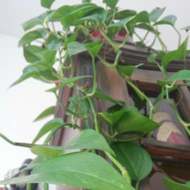Epipremnum aureum (Devil's Ivy)