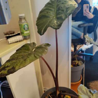 Elephant Ear