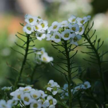 Lobularia maritima 'Carpet Of Snow'