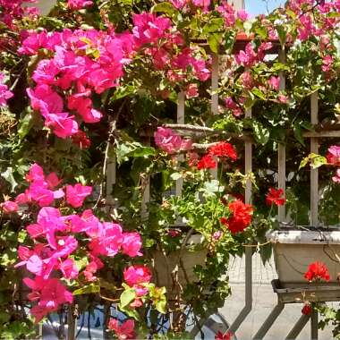 Carolina's garden