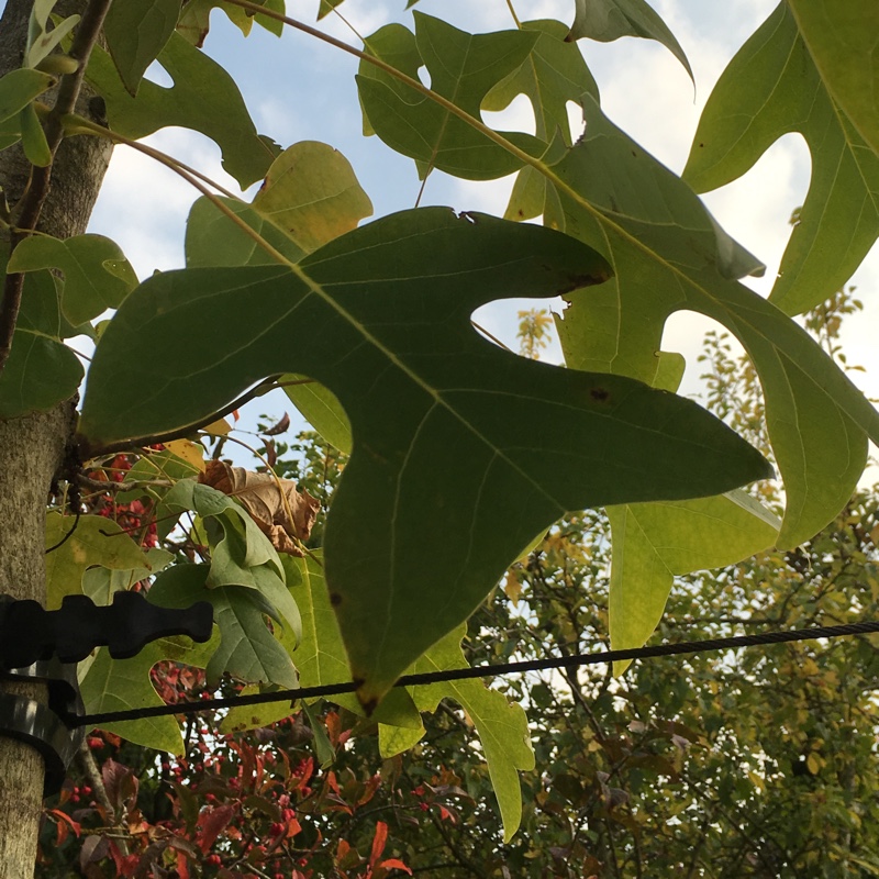 Plant image Liriodendron Chinense