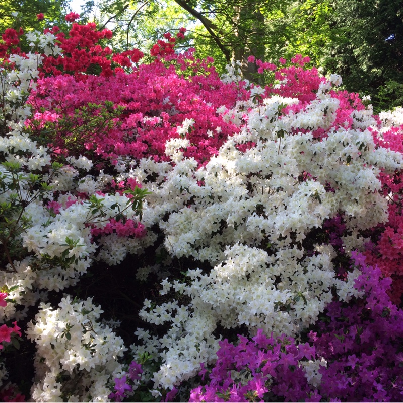 Rhododendron  (Azalea Varieties)