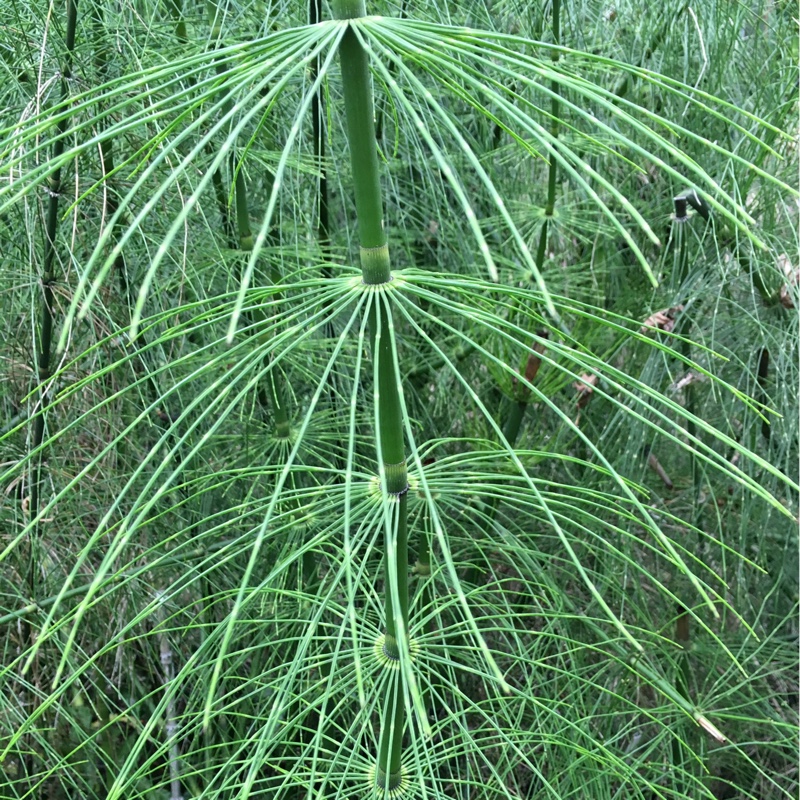 Plant image Equisetum Hyemale syn. Equisetum Japonica