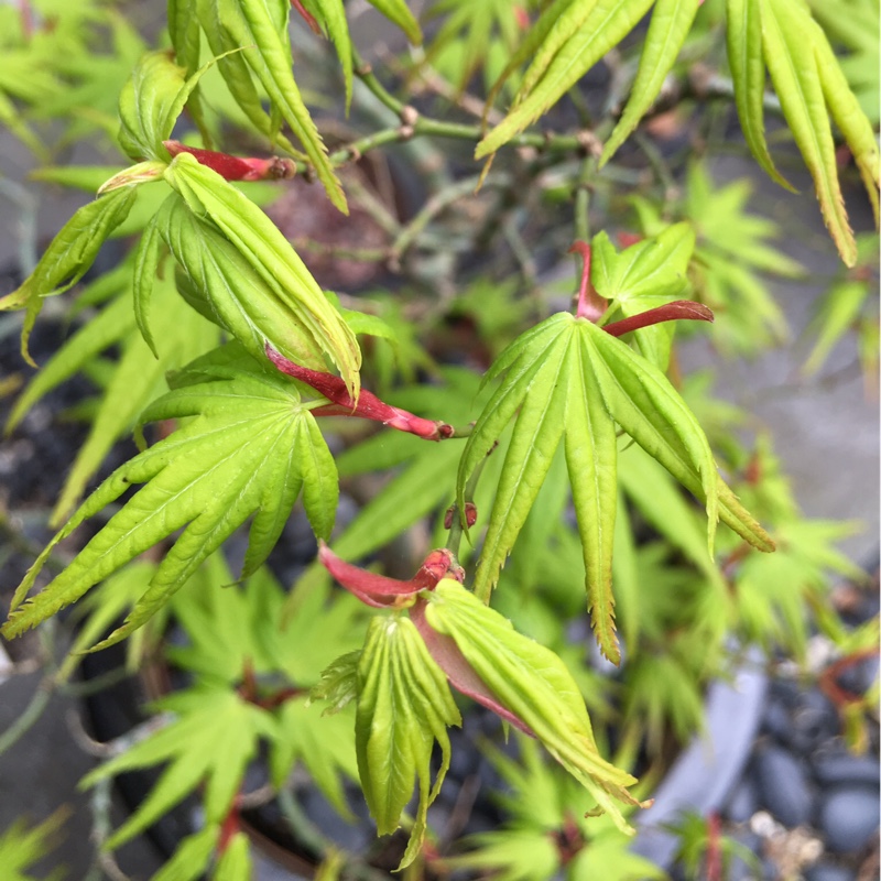 Acer Palmatum 'Osakazuki'