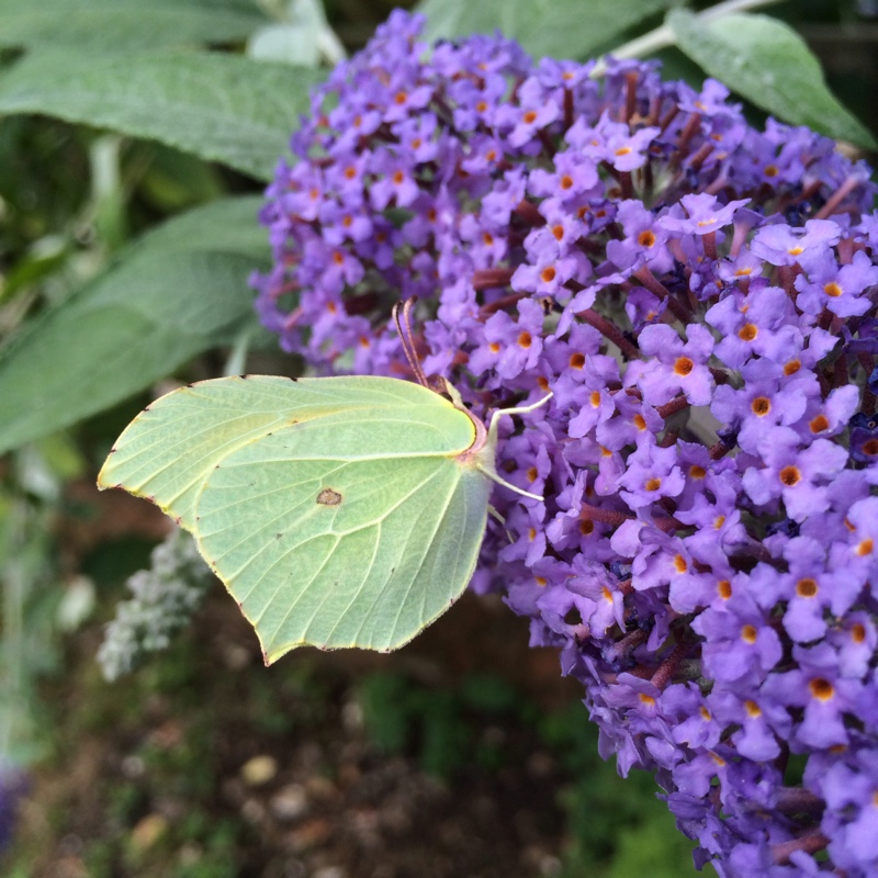 plant image 3403