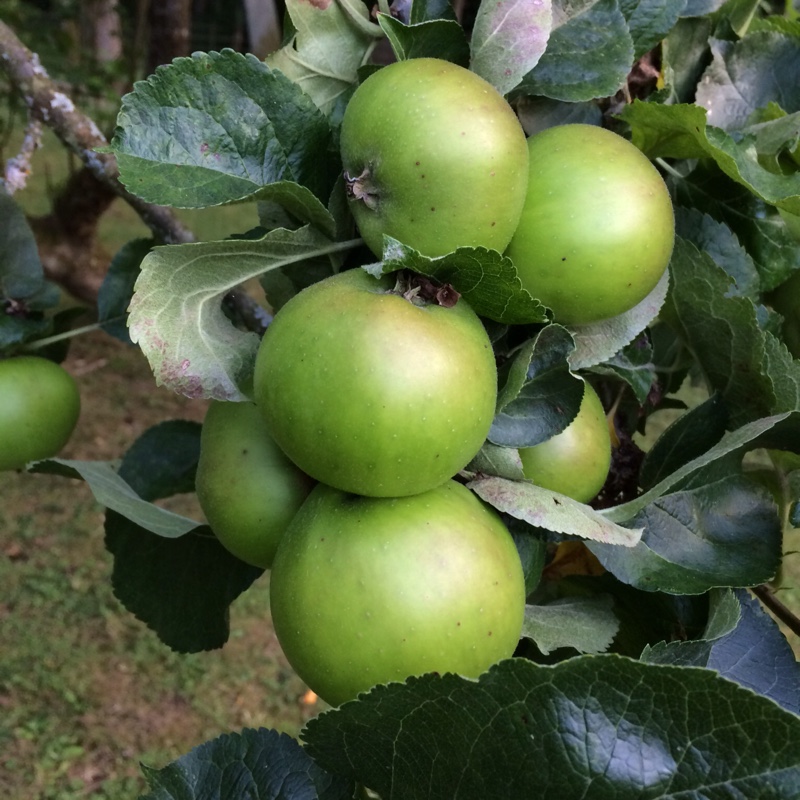 plant image 4174