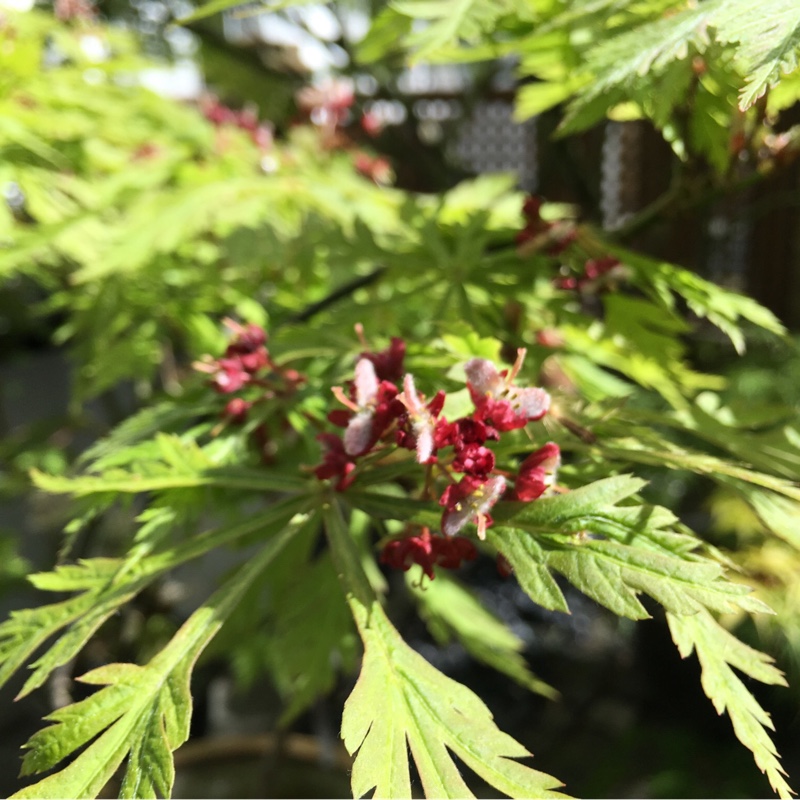 Plant image Acer japonicum 'Aconitifolium'