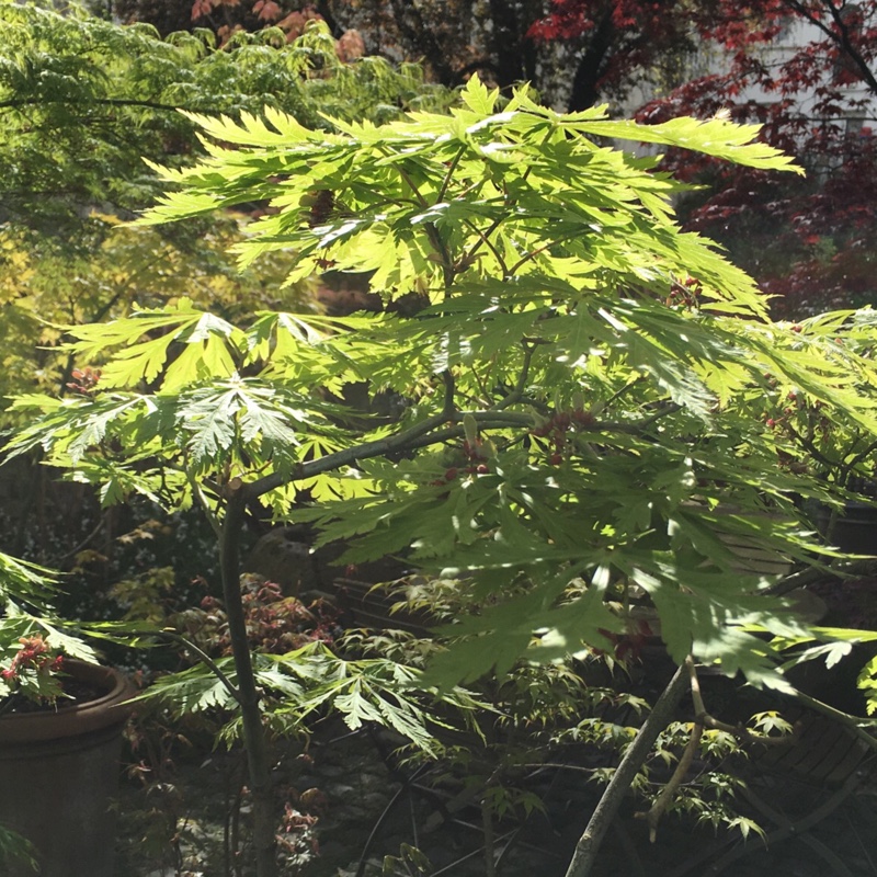 Plant image Acer japonicum 'Aconitifolium'