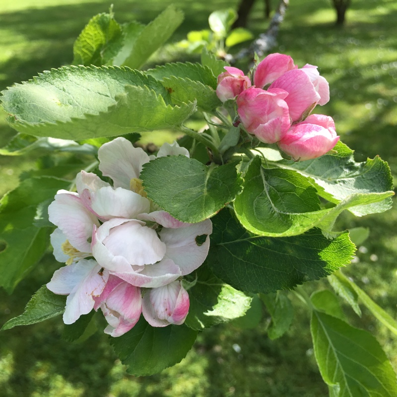 plant image 73241