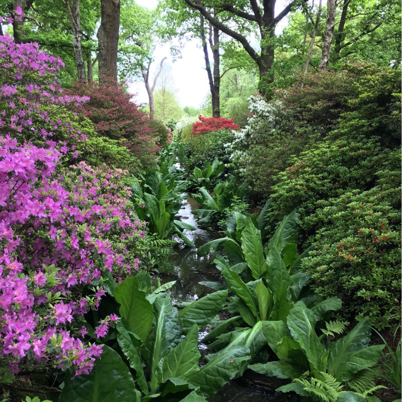 plant image 84922 plant image 84922