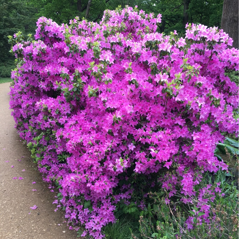 plant image 84933 plant image 84933