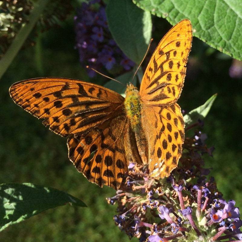Plant image Buddleja davidii 'Fascinating'