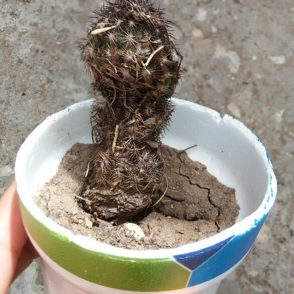 Zygocactus Vila Velha Brazil