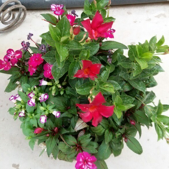 Valerie's garden