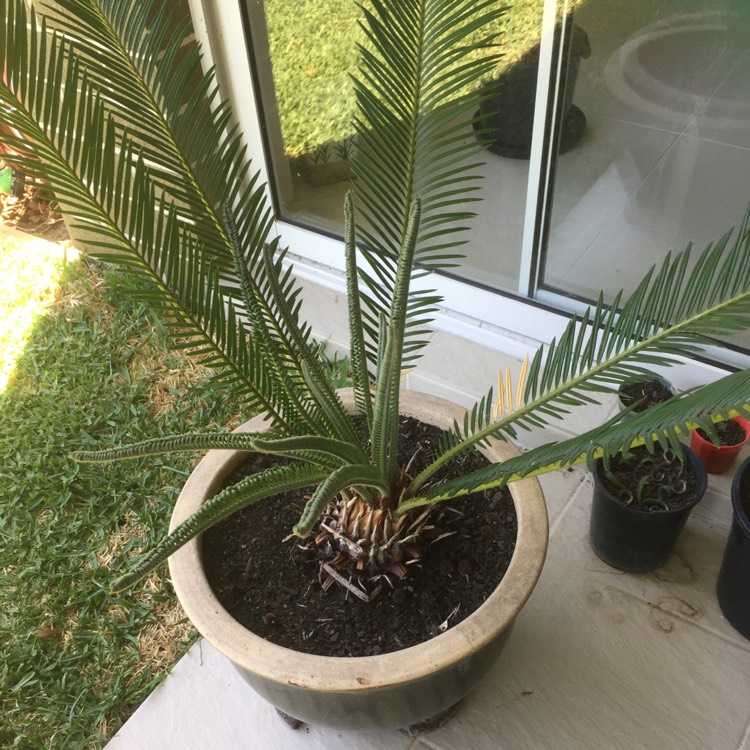 Plant image Encephalartos altensteinii