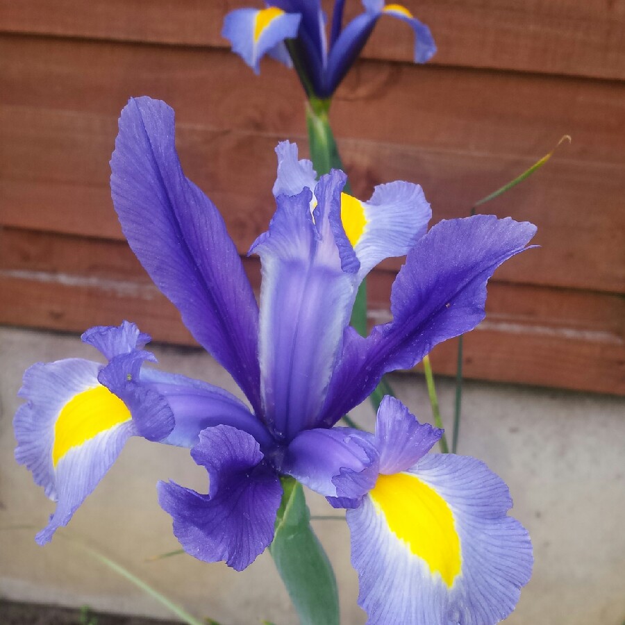 Plant image Iris x hollandica 'Sapphire Beauty'