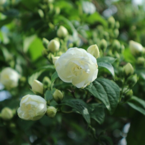 plant image 1073535