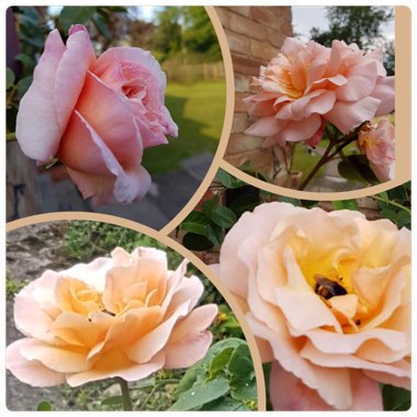 Rosa 'Ausbrother' syn. Rosa 'Lady Emma Hamilton'