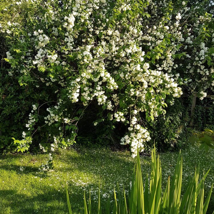 plant image 1095030