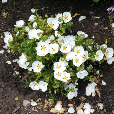 Cistus x cyprius