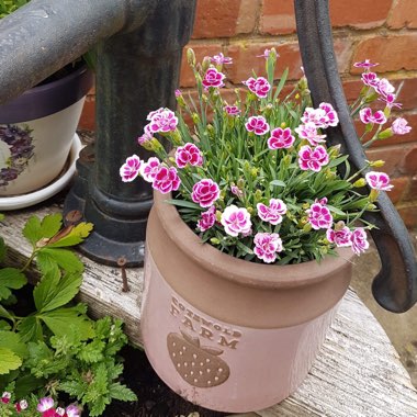 Dianthus 'Pink Kisses'
