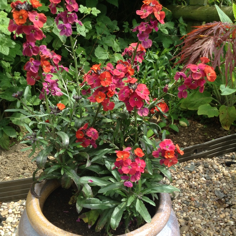 Plant image Erysimum 'Red Jep'