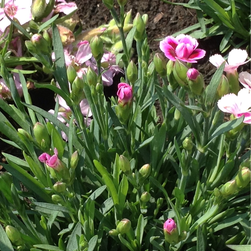 plant image 117324