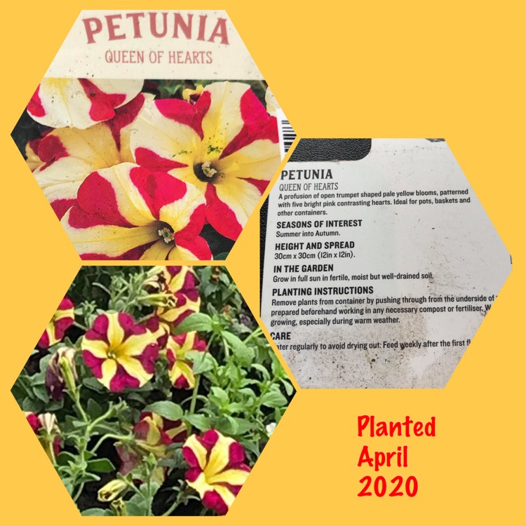 Plant image Petunia Queen Of Hearts