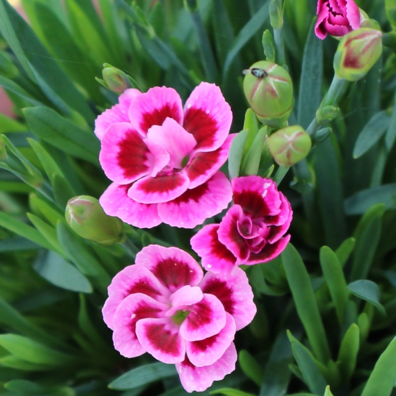 Dianthus 'Pink Kisses', Pink 'Pink Kisses' - uploaded by @carolineparr235