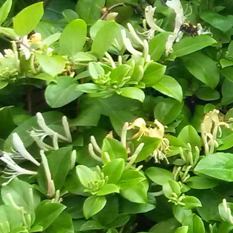 Plant image Lonicera japonica 'Hall's Prolific'