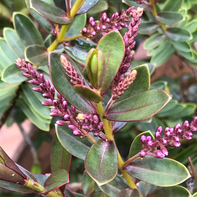 plant image 1337030