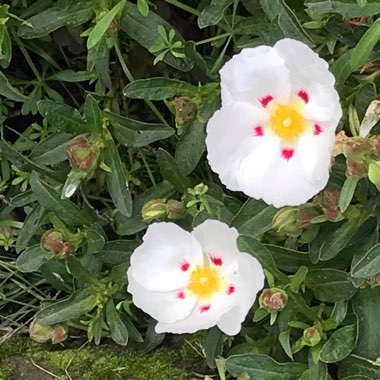 Cistus x cyprius