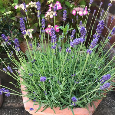 Lavandula angustifolia 'Hidcote' syn. Lavandula angustifolia 'Hidcote Blue'