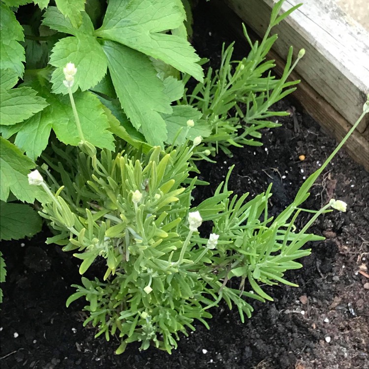 Plant image Lavandula angustifolia 'Arctic Snow'
