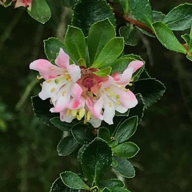 Escallonia