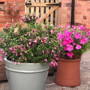 Caroline's garden