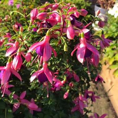 Caroline's garden