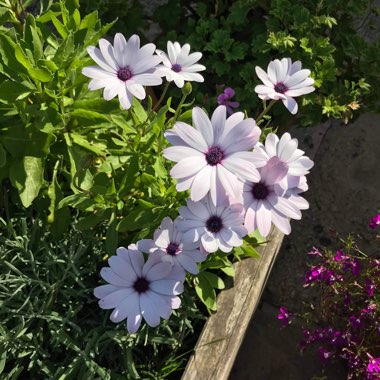 Caroline's garden
