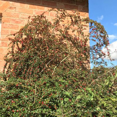 Caroline's garden
