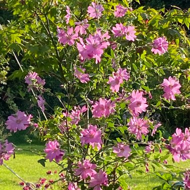 Tree Mallow Burgundy Wine