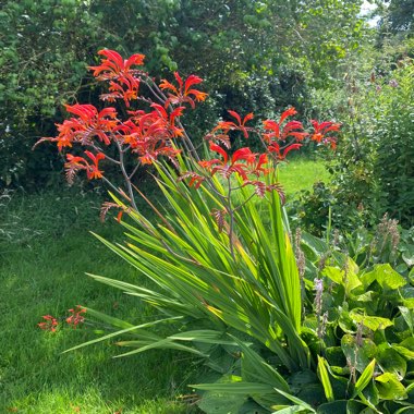Montbretia