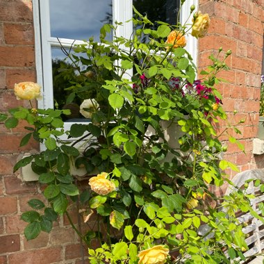 Rose 'Golden Celebration'