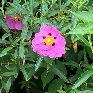 Rock rose