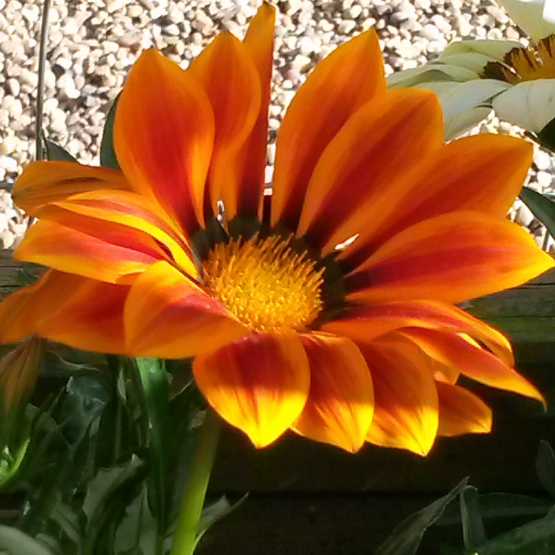 Plant image Gazania 'Orange Flame'