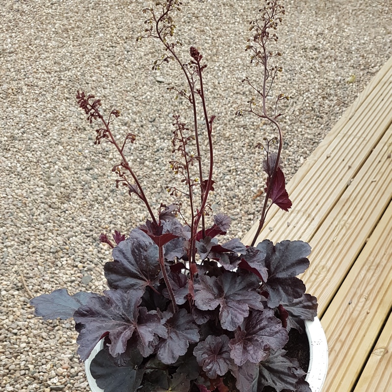 Plant image Heuchera 'Black Beauty'