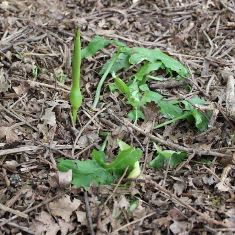 plant image 30660